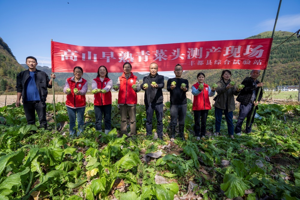 工作人員展示采收的青菜頭。（攝影：劉先華）