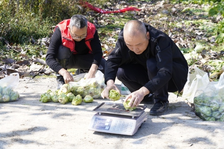 專家將青菜頭進行稱重。（攝影：劉先華）